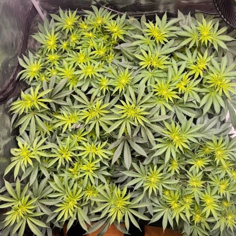 Acapulco Gold growlog timeline photo