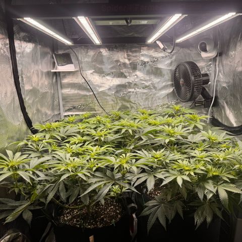 Acapulco Gold growlog timeline photo
