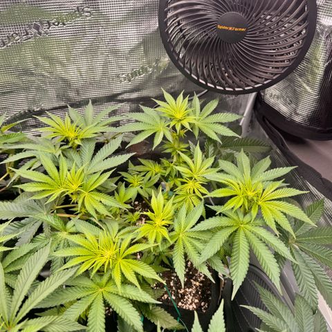 Acapulco Gold growlog timeline photo