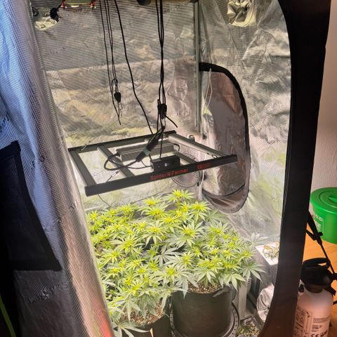 Acapulco Gold growlog timeline photo