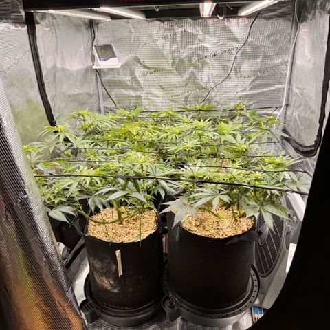 Acapulco Gold growlog timeline photo