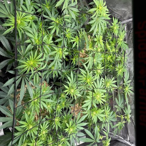 Acapulco Gold growlog timeline photo