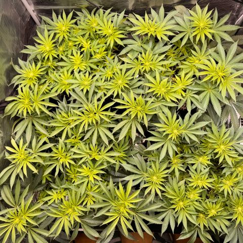 Acapulco Gold growlog timeline photo