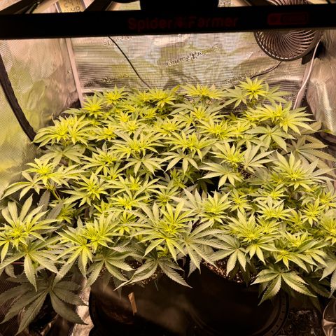 Acapulco Gold growlog timeline photo