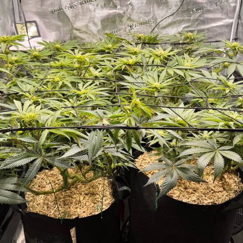 Acapulco Gold growlog timeline photo