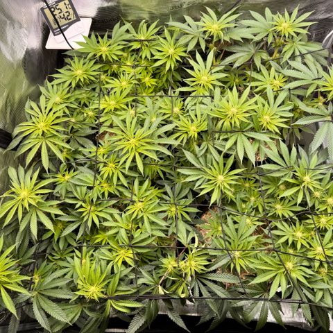 Acapulco Gold growlog timeline photo
