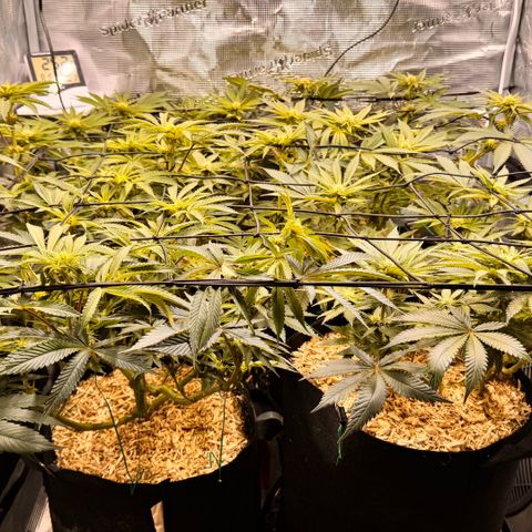 Acapulco Gold growlog timeline photo