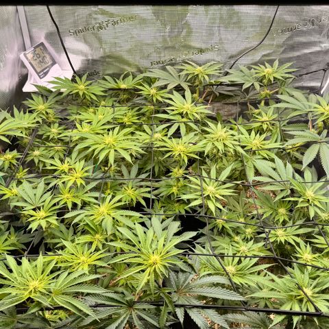 Acapulco Gold growlog timeline photo