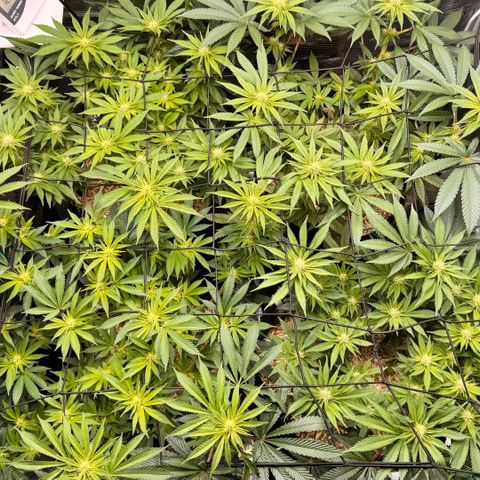 Acapulco Gold growlog timeline photo