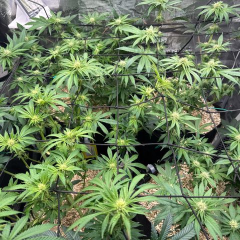 Acapulco Gold growlog timeline photo