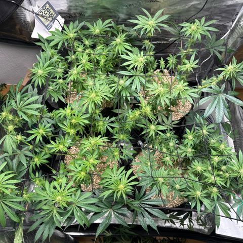Acapulco Gold growlog timeline photo