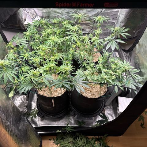 Acapulco Gold growlog timeline photo
