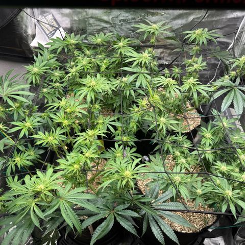 Acapulco Gold growlog timeline photo