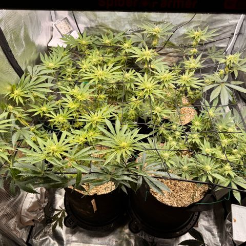 Acapulco Gold growlog timeline photo