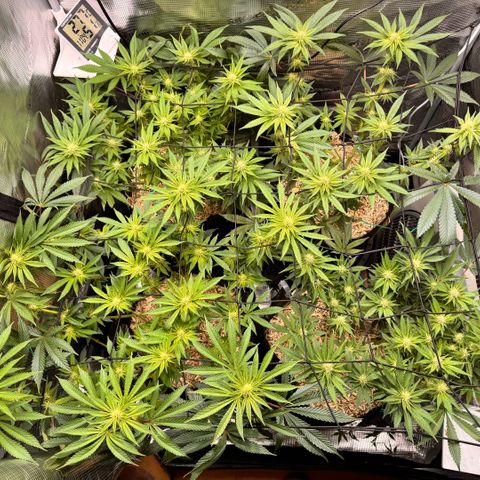 Acapulco Gold growlog timeline photo