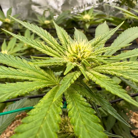 Acapulco Gold growlog timeline photo