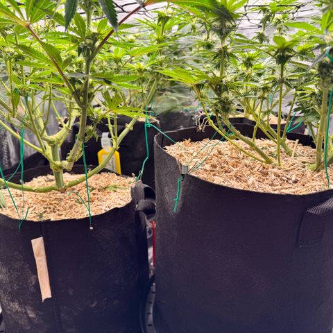 Acapulco Gold growlog timeline photo