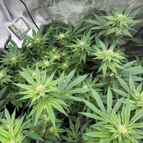 Acapulco Gold growlog timeline photo