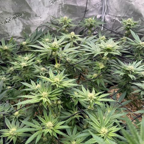 Acapulco Gold growlog timeline photo