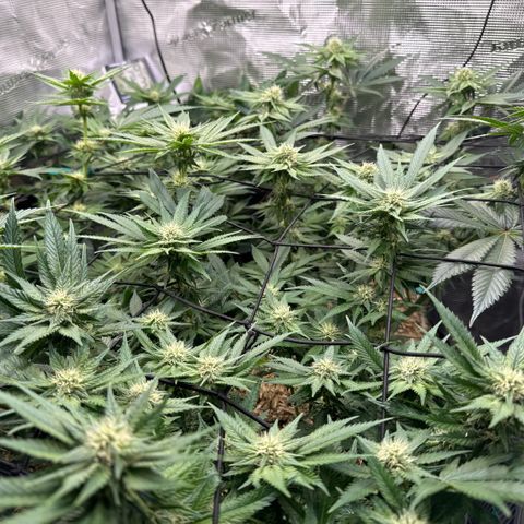 Acapulco Gold growlog timeline photo