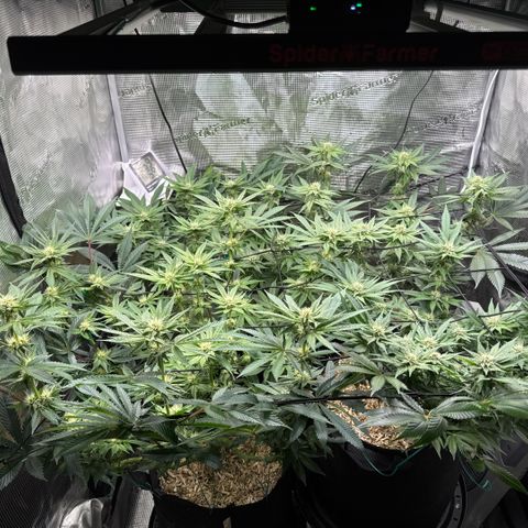 Acapulco Gold growlog timeline photo
