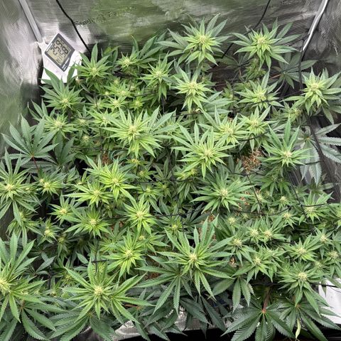 Acapulco Gold growlog timeline photo
