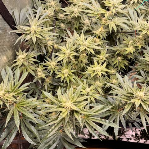 Acapulco Gold growlog timeline photo