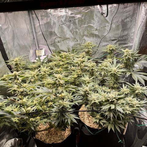 Acapulco Gold growlog timeline photo