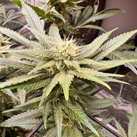 Acapulco Gold growlog timeline photo