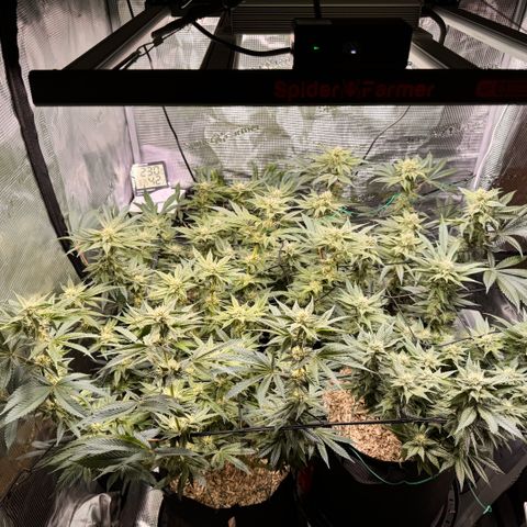Acapulco Gold growlog timeline photo