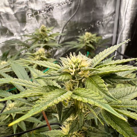 Acapulco Gold growlog timeline photo