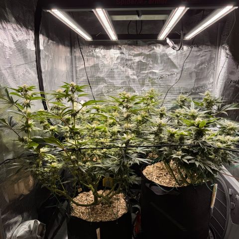 Acapulco Gold growlog timeline photo