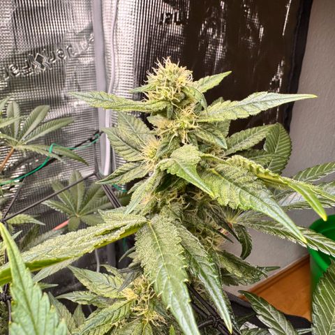 Acapulco Gold growlog timeline photo