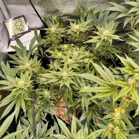 Acapulco Gold growlog timeline photo