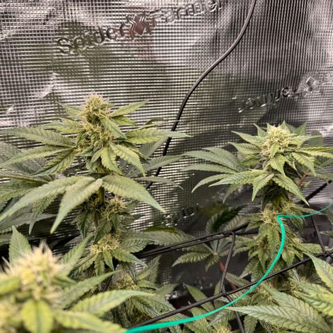 Acapulco Gold growlog timeline photo