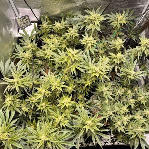 Acapulco Gold growlog timeline photo