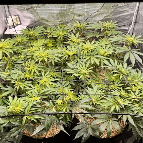Acapulco Gold growlog timeline photo