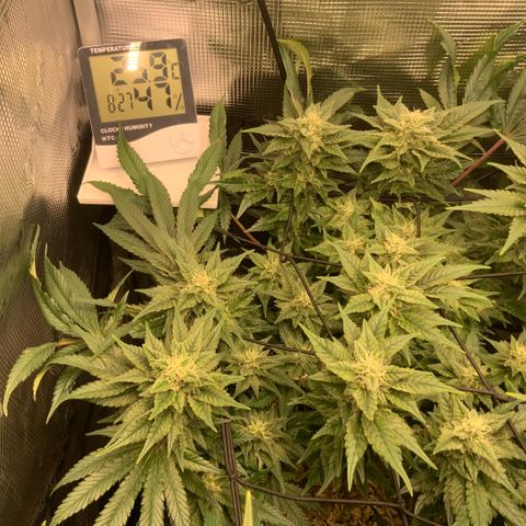 Acapulco Gold growlog timeline photo