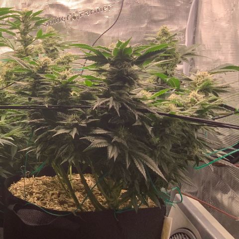 Acapulco Gold growlog timeline photo