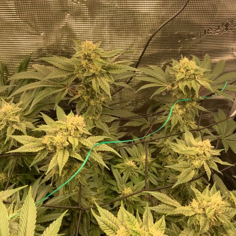 Acapulco Gold growlog timeline photo