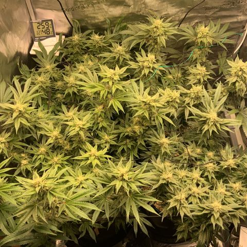 Acapulco Gold growlog timeline photo