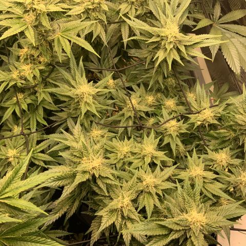 Acapulco Gold growlog timeline photo