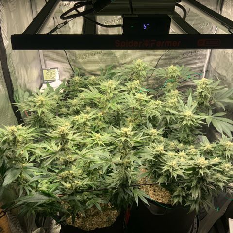 Acapulco Gold growlog timeline photo