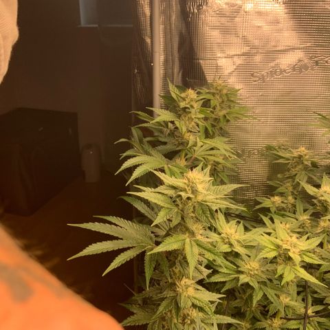 Acapulco Gold growlog timeline photo