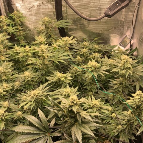 Acapulco Gold growlog timeline photo