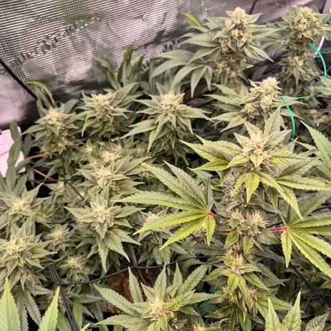 Acapulco Gold growlog timeline photo