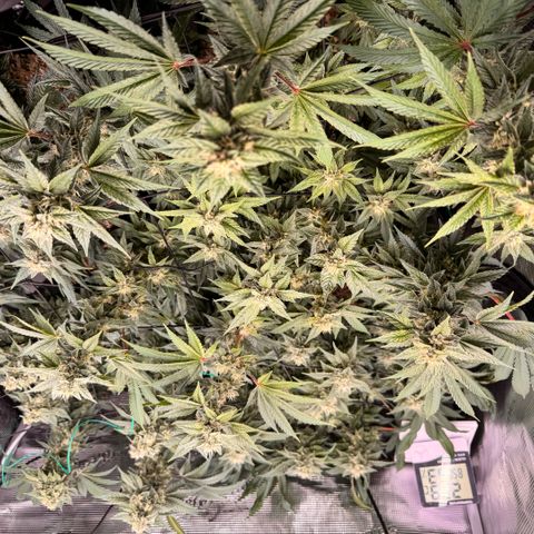 Acapulco Gold growlog timeline photo