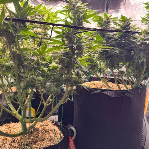 Acapulco Gold growlog timeline photo
