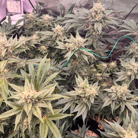 Acapulco Gold growlog timeline photo