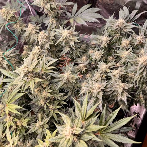 Acapulco Gold growlog timeline photo